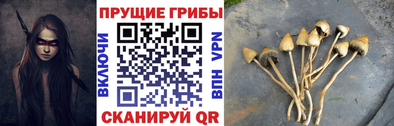 Галлюциногенные грибы прущие грибы  Торжок 